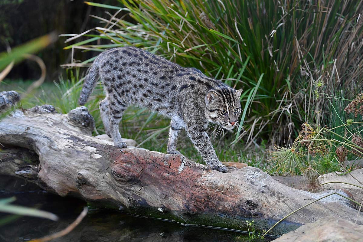 Finnegan - Fishing Cat