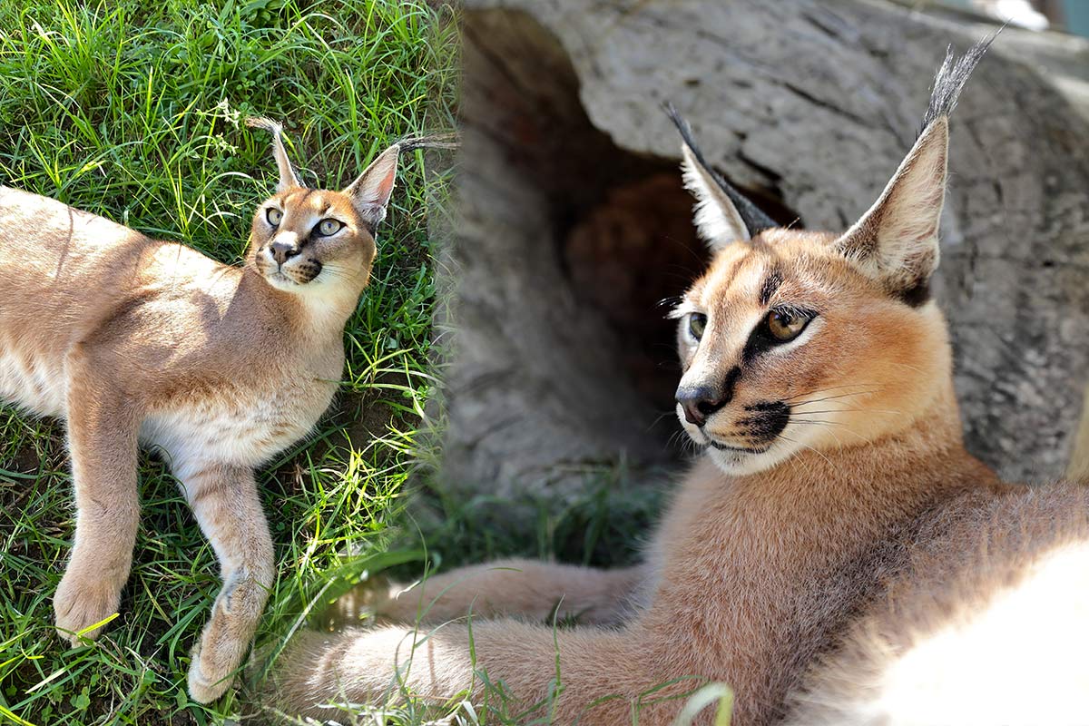 Kato & Kaia - Caracals