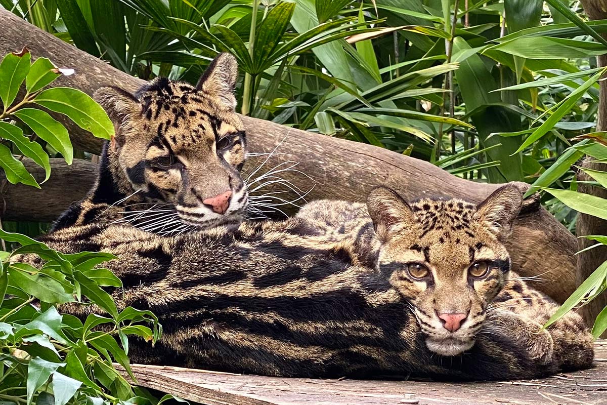 Mark & Moana - Clouded Leopards