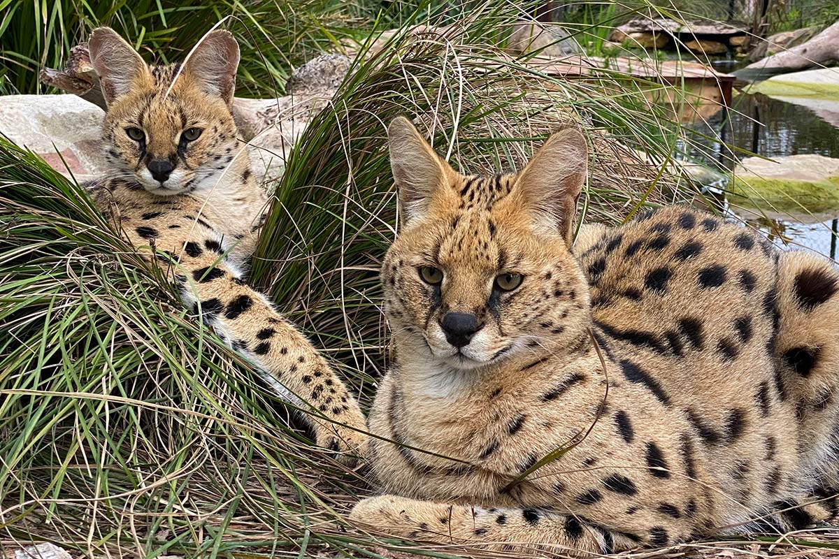 Simba & Crunchie - Servals