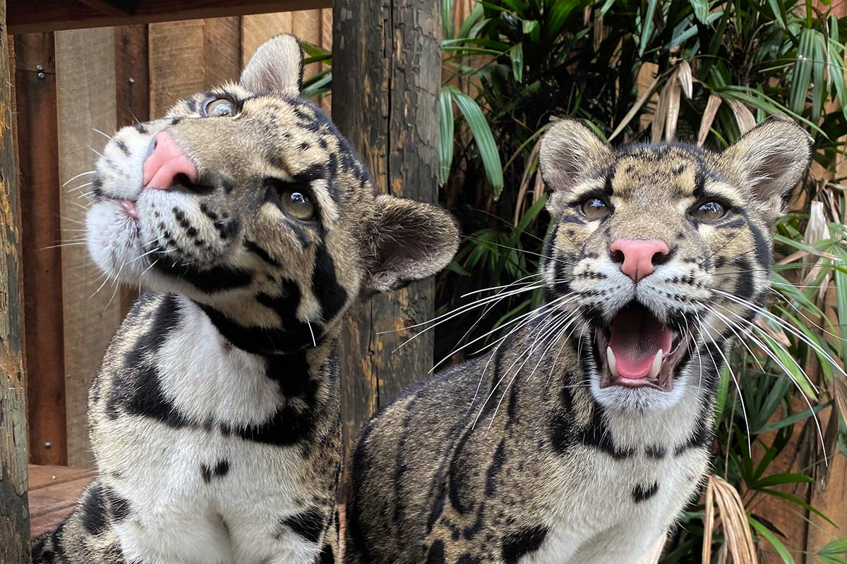Tai & Cinta - Clouded Leopards