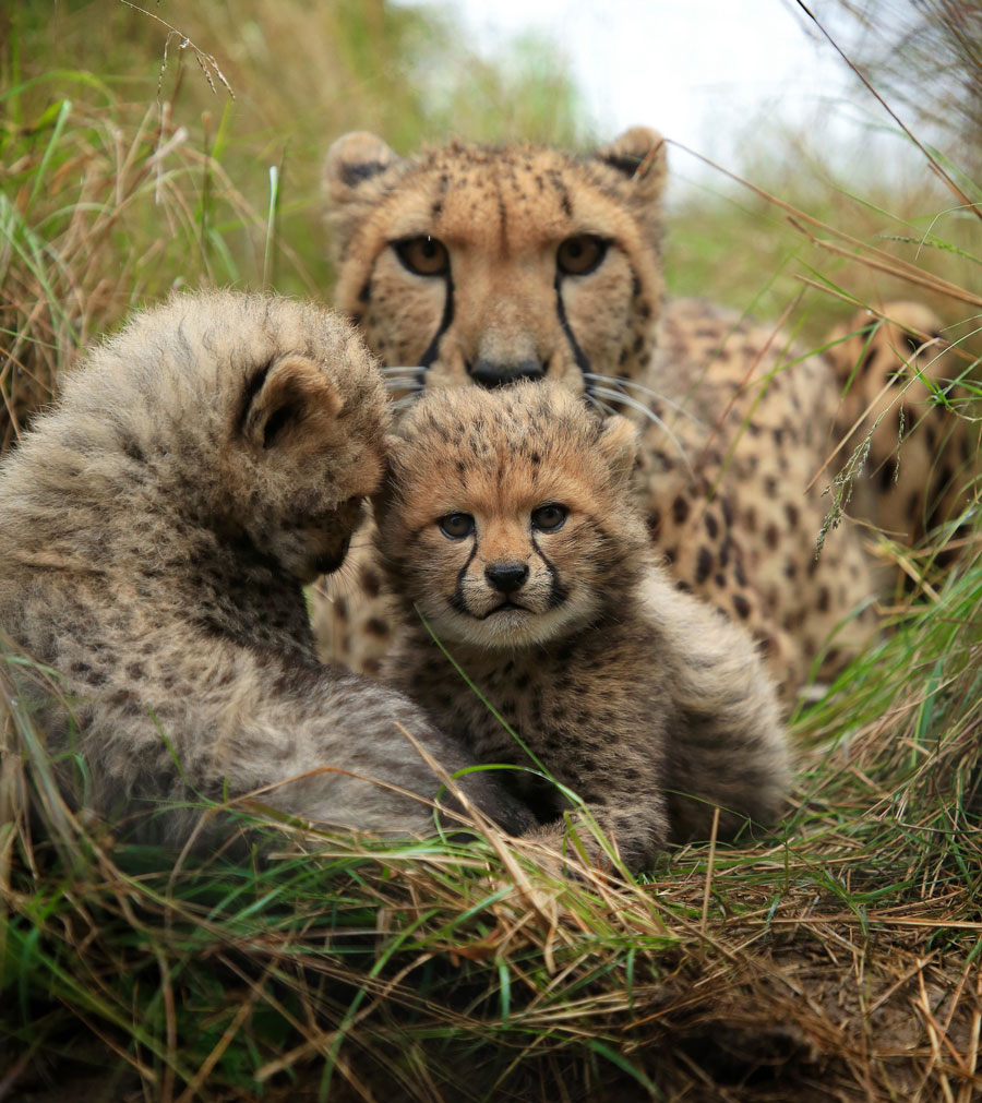 Cheetah and her cubs