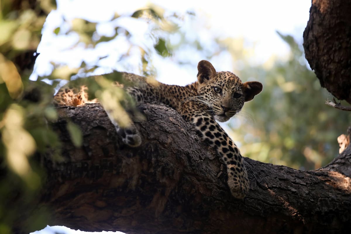Cheetah cub in a tree in Botswana