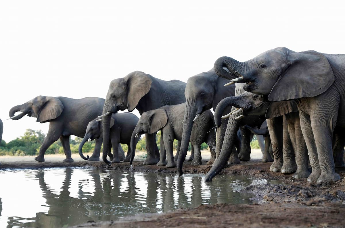 Elephants at a water hole in Botswana