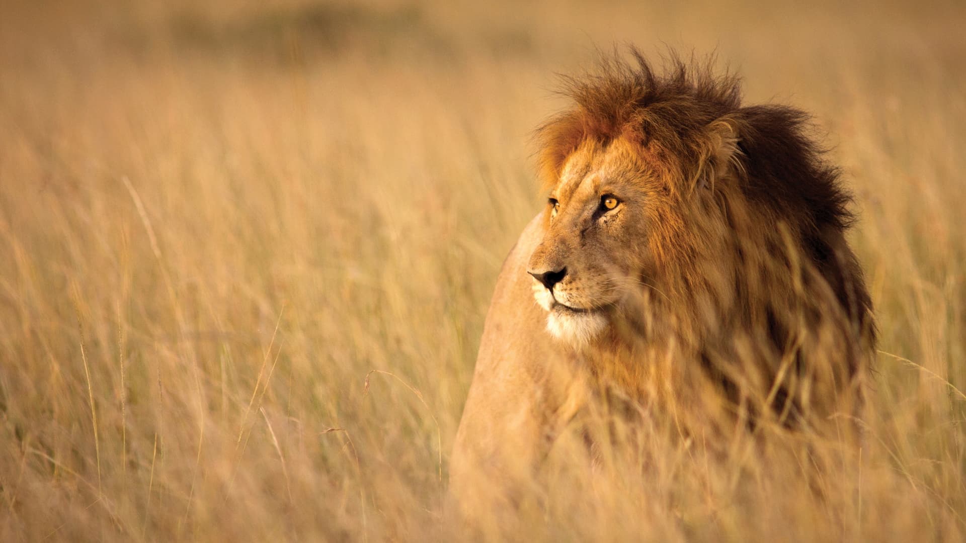 Lion on the Savannah