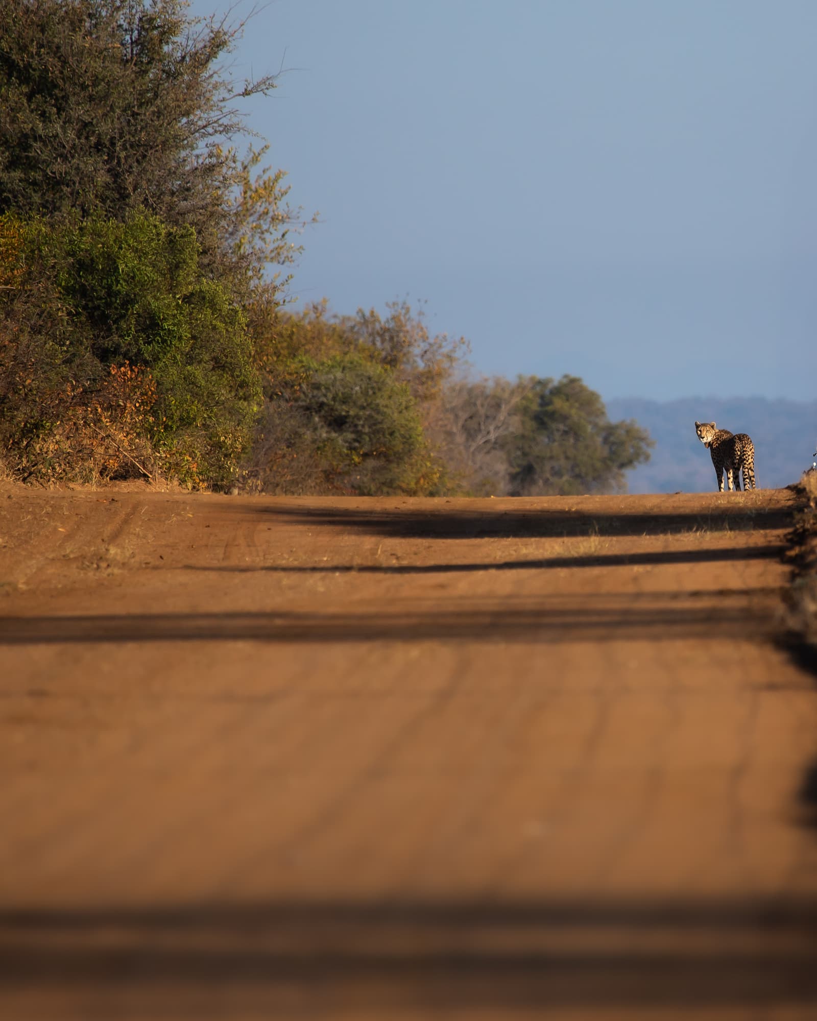 Cheetah on a dirt road