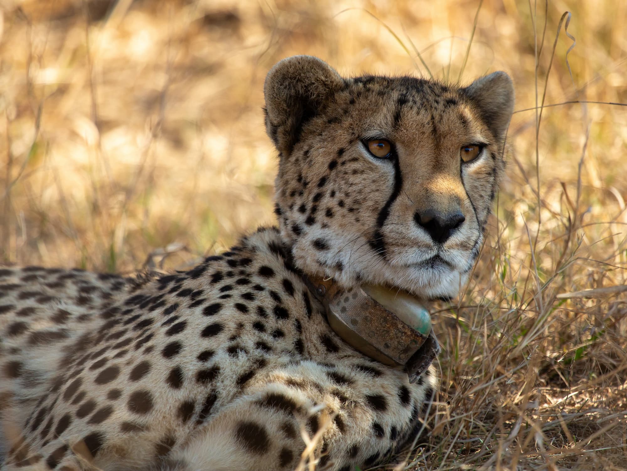 Cheetah laying in the shade