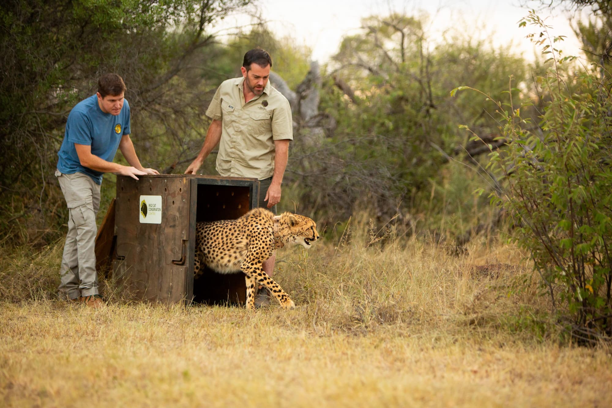 Rewilding - Cheetah Release
