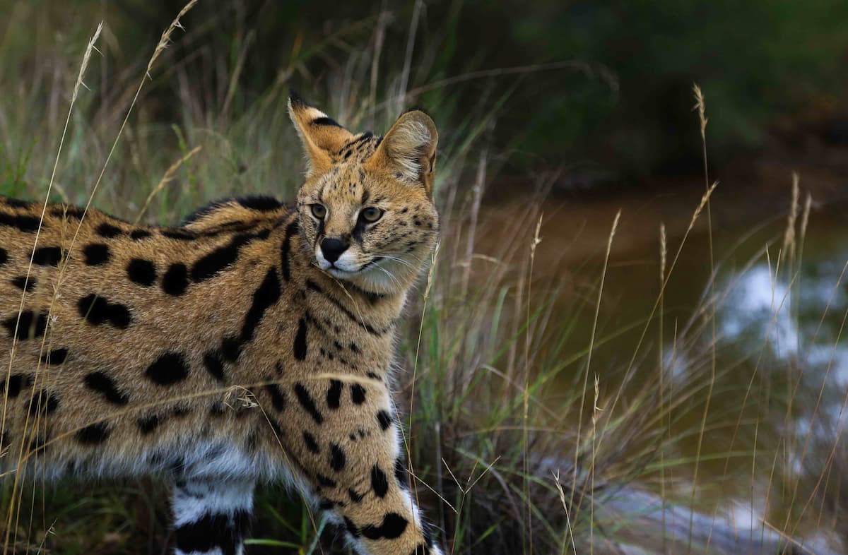 Crunchy the Serval