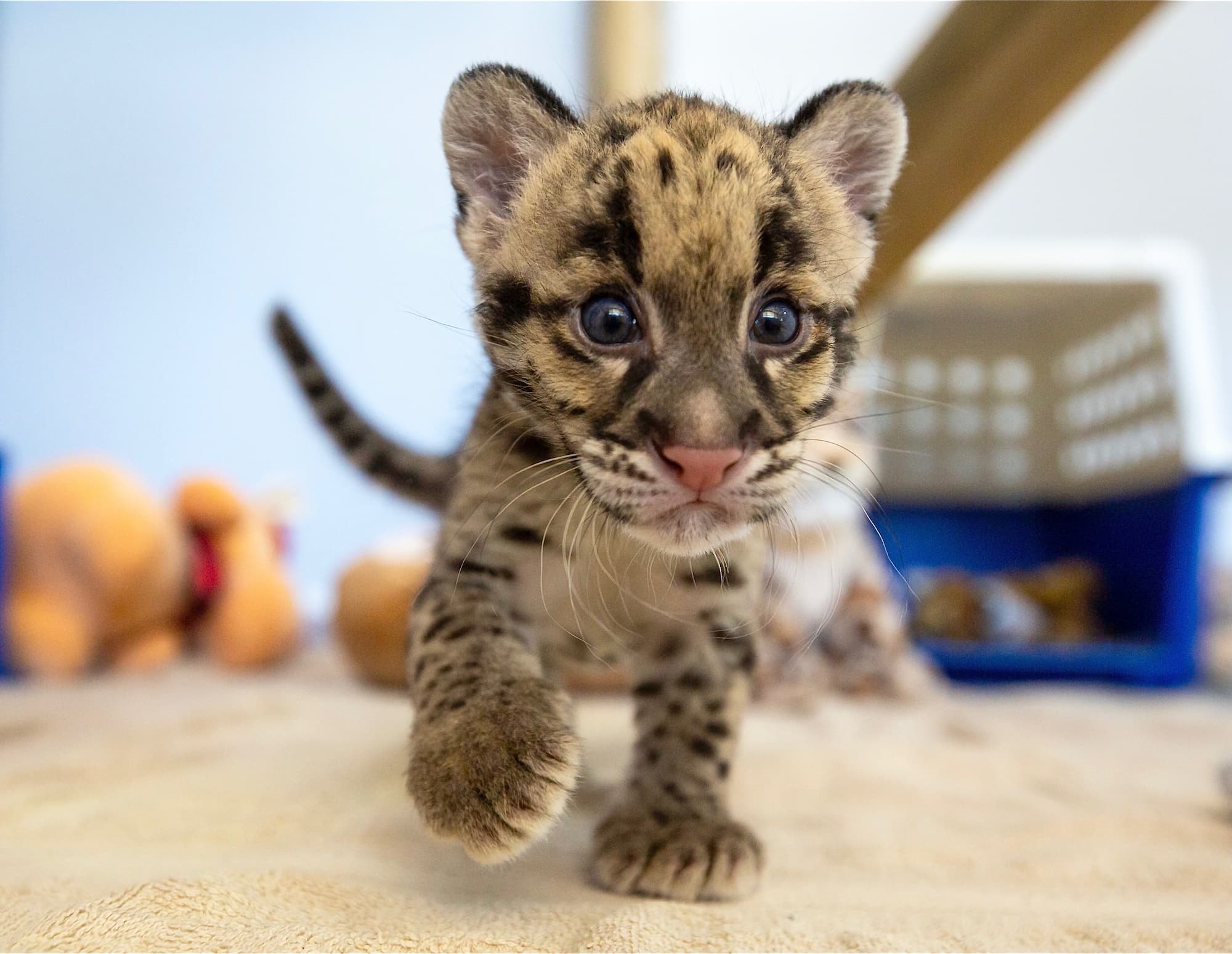 Wild Cat breeding program - cub