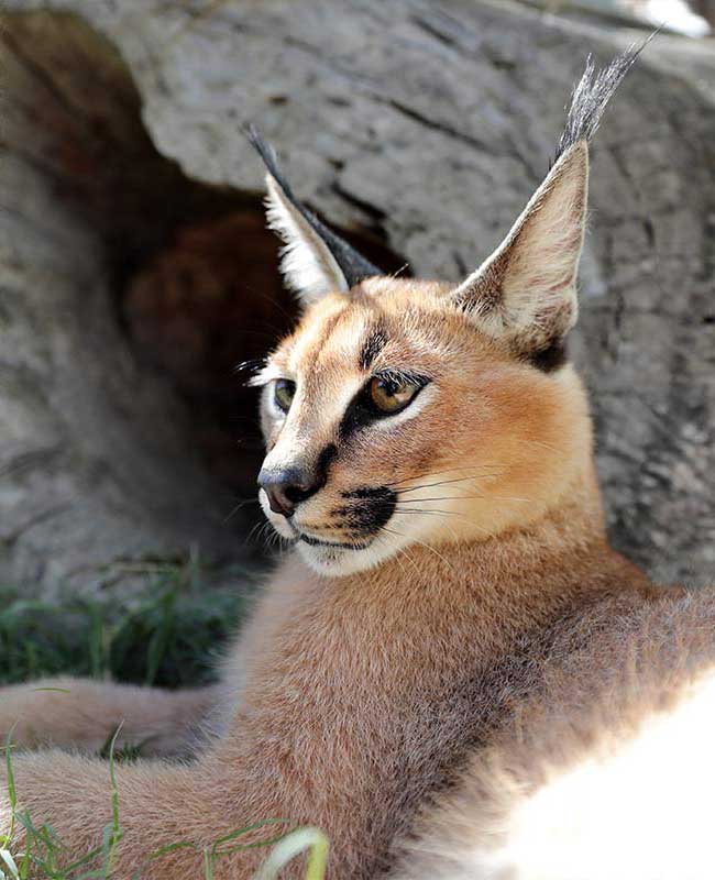 Caracal at the Wild Cat Centre