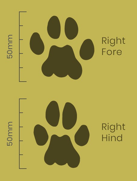 Caracal Paw Print Facts