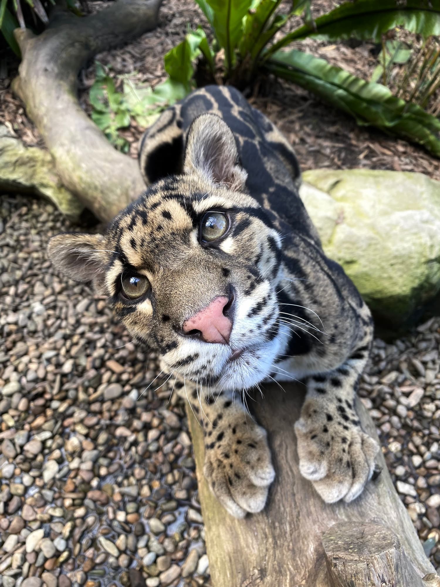 Clouded Leopard
