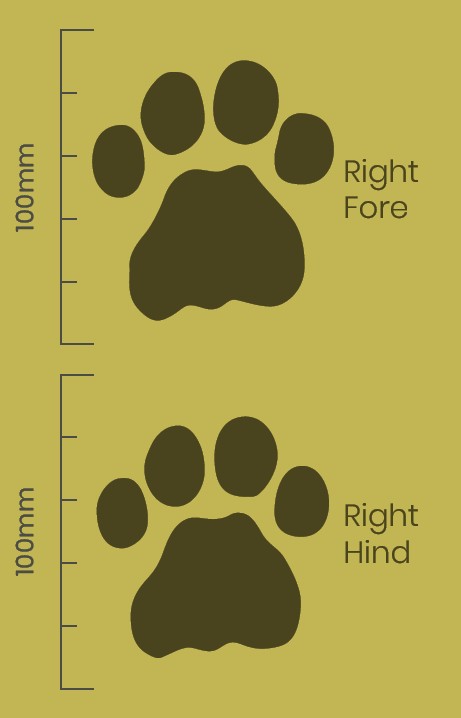 Clouded Leopard Paw Print Facts