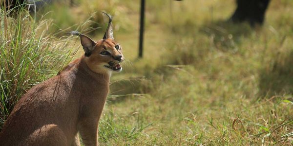 Caracal