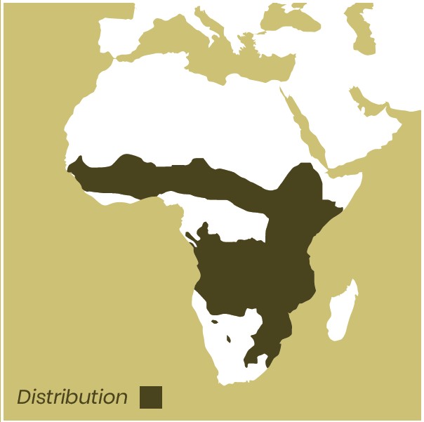 Serval distribution map of Africa